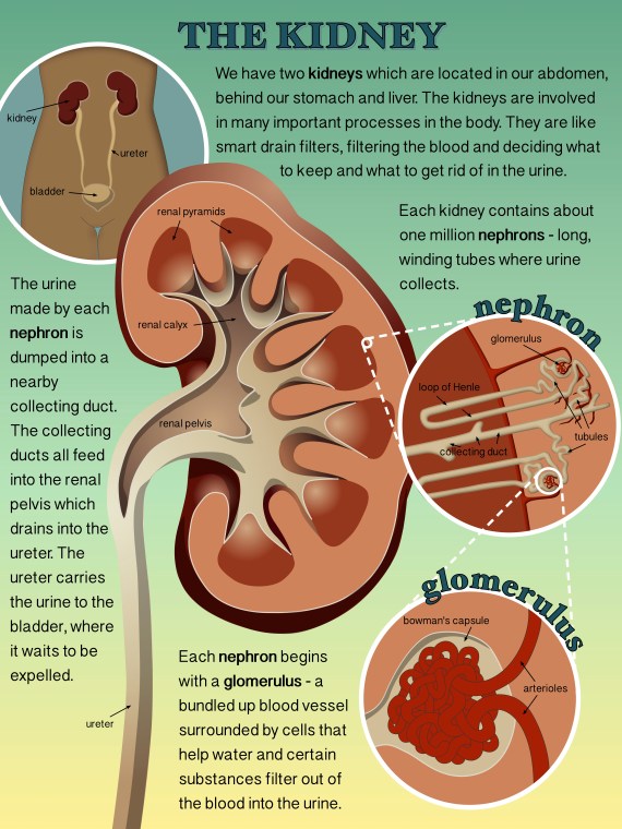 kidney-poster
