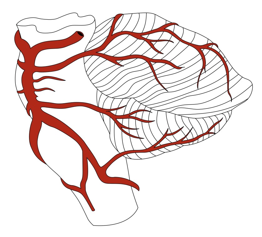 Lateral Cerebellar Blood