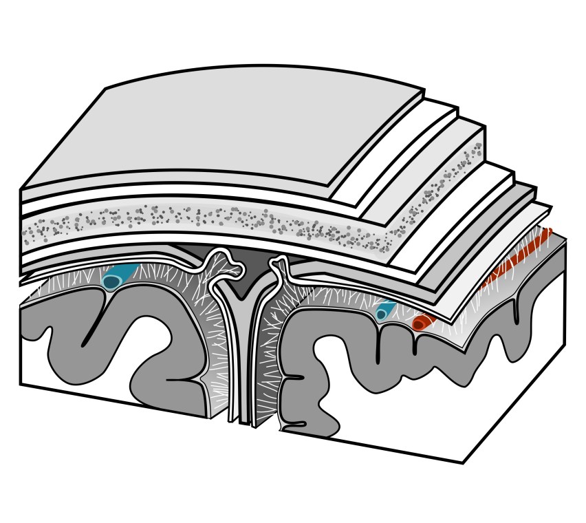 Meninges