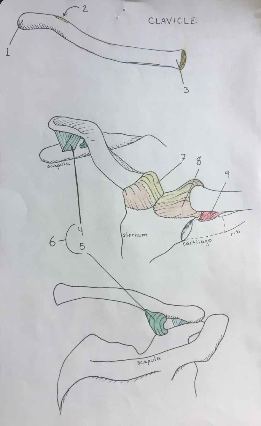 Clavicle
